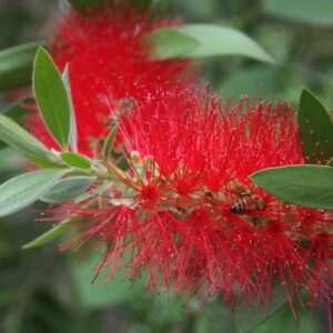 Callistemon Endeavour