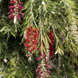 Callistemon Hannah Ray