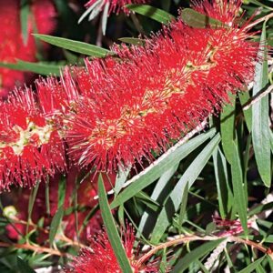 Callistemon Kings Park Special