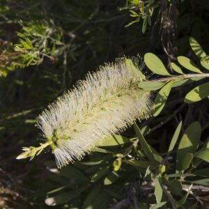 White Bottlebrush