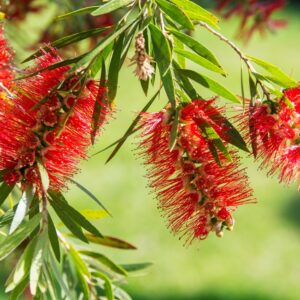 Weeping Bottlebrush