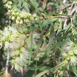Callistemon Wilderness White