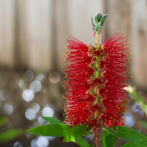 Callistemon Wildfire