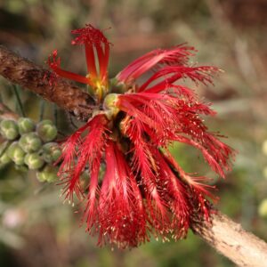 One-sided Bottlebrush