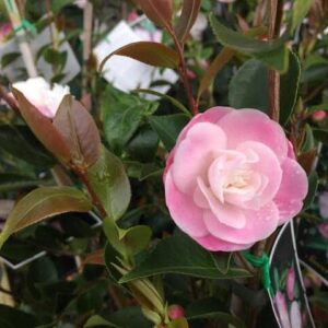 Camellia Sweet Jane