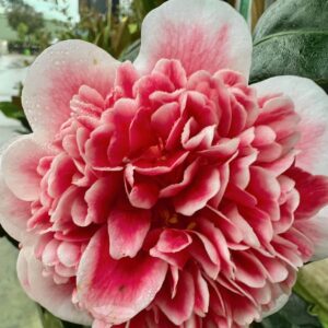 Camellia Volunteer