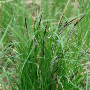 Tall Sedge