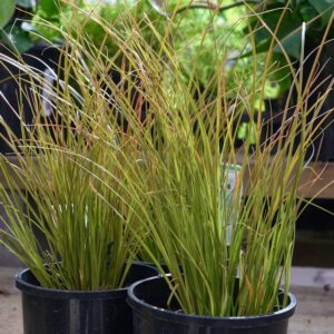 Orange New Zealand Sedge