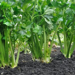 Celery