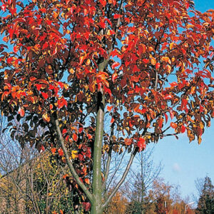 Cleveland Select Ornamental Pear