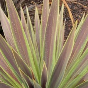 Cordyline Chocolate Mint