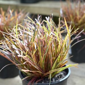 Uncinia Belinda's Find