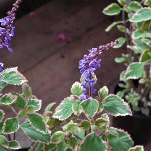 Blue Spires Spur Flower