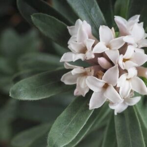 Daphne Eternal Fragrance