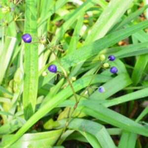 Dianella Breeze