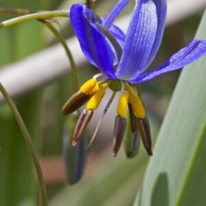 Dianella Seaspray
