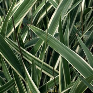 Dianella Silver Streak