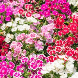 Dianthus