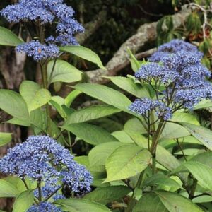 Evergreen Hydrangea