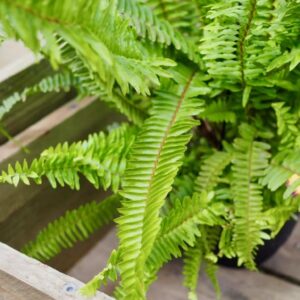 Emerald Queen Fern