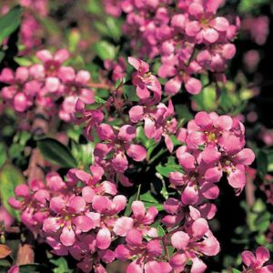 Escallonia Pink Pixie