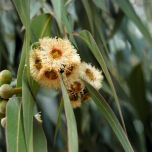 Eucalyptus Honey Pots