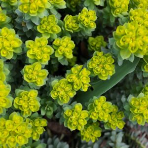 Euphorbia Baby Charm