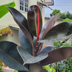 Burgundy Rubber Plant