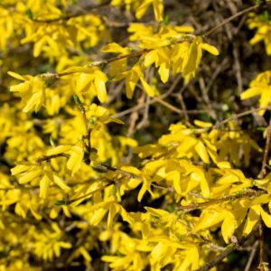 Lynwood Gold Forsythia