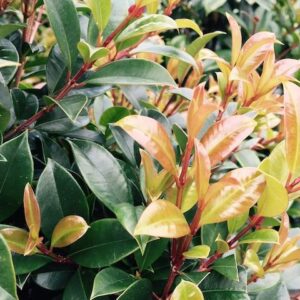 Resilience Lilly Pilly