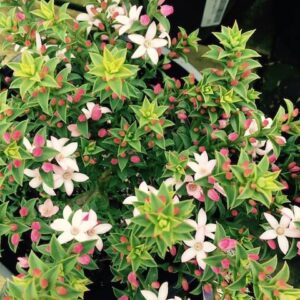 Philotheca Cascade Of Stars