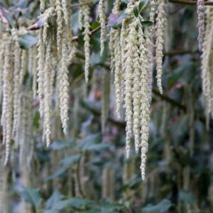 James Roof Silktassel