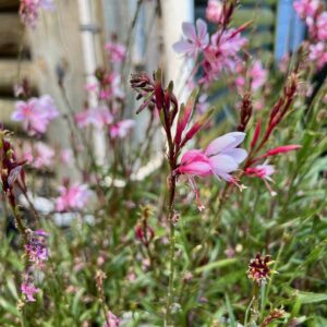 Lillipop Blush Butterfly Bush