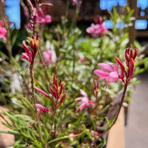 Lillipop Pink Butterfly Bush