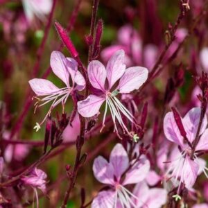 Pink Butterfly Bush