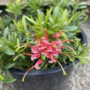 Grevillea Gin Gin Gem