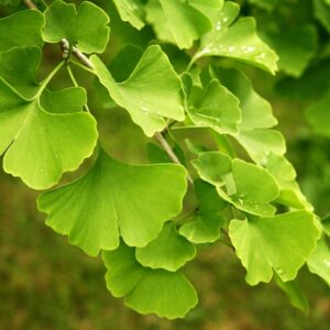 Ginkgo Biloba