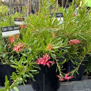 Grevillea Gin Gin Jewel