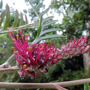 Grevillea Ivanhoe