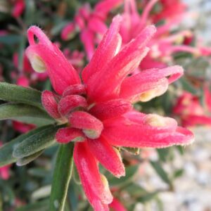 Grevillea Jelly Baby