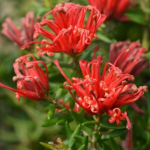 Grevillea Scarlet Sprite