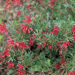 Grevillea Winpara Gem