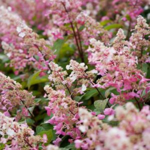 Hydrangea Sundae Fraise
