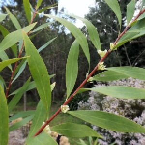 Willow-Leaved Hakea