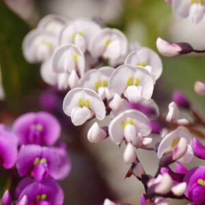 Hardenbergia Happy Duo