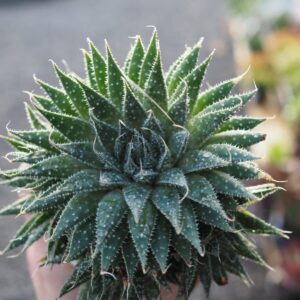 Haworthia Zebra
