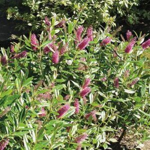 Hebe Mary Antoinette