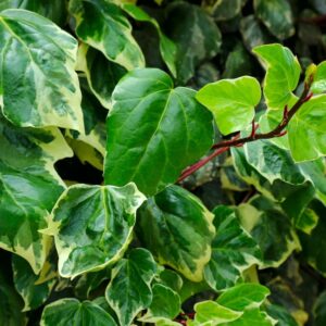 English Ivy Variegated