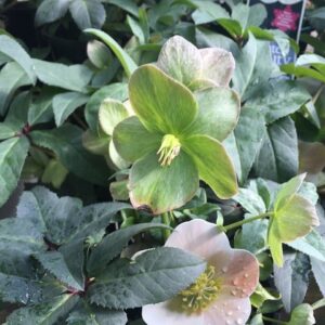 Helleborus Winter Beauty