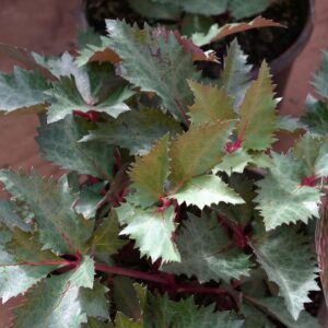 Helleborus Hot Flash